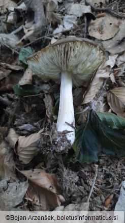 Megacollybia platyphylla