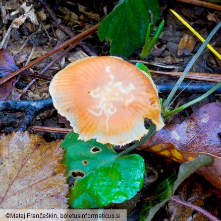 Tubaria hiemalis
