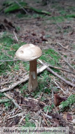 Tylopilus felleus