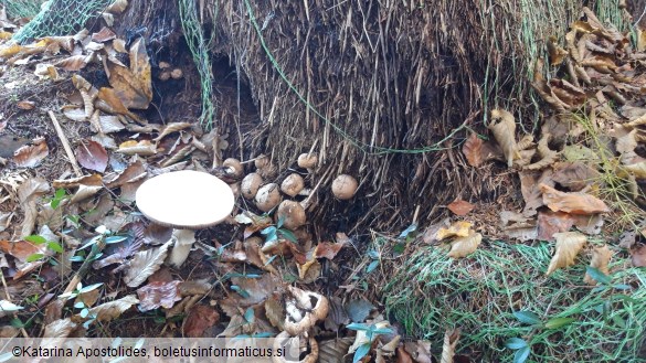 Agaricus bisporus