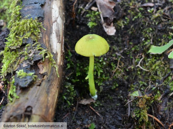 Entoloma incanum