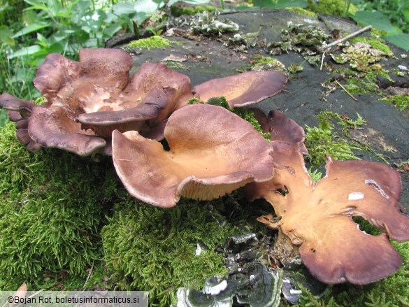 Lentinus conchatus