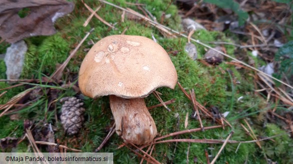 Suillus variegatus