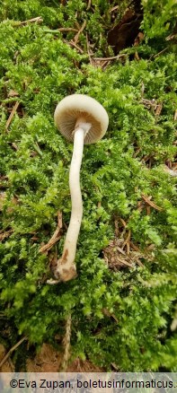 Agrocybe praecox