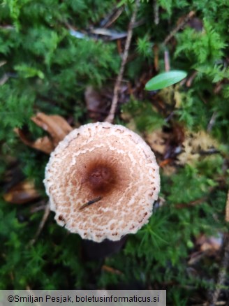 Lepiota castanea