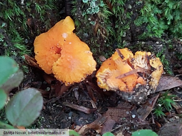 Cantharellus friesii