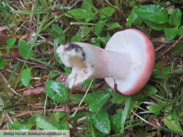 Russula sanguinaria