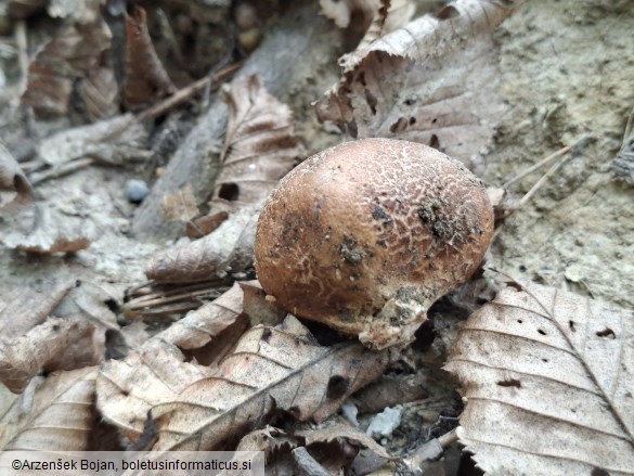 Scleroderma bovista