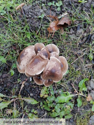 Tricholoma scalpturatum