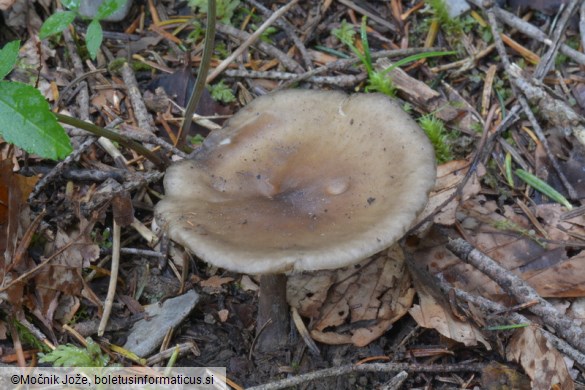 Melanoleuca graminicola