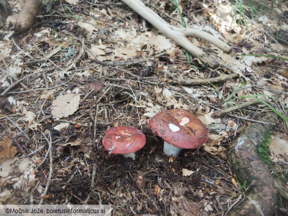 Russula integriformis