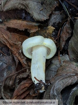 Hygrophorus chrysodon