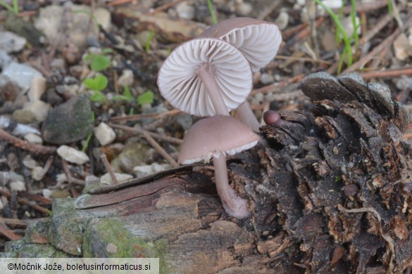 Mycena seynii