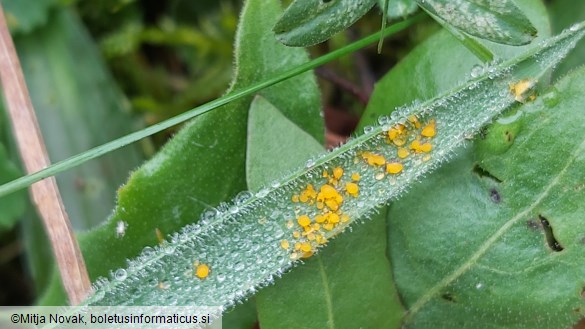 Puccinia striiformis