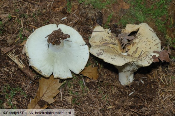 Russula chloroides