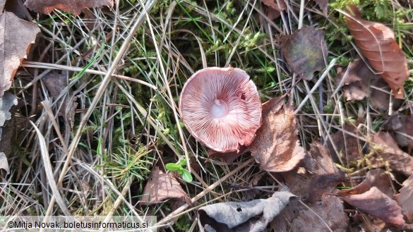 Agaricus sylvaticus