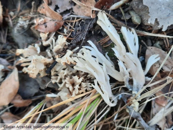 Clavulina coralloides