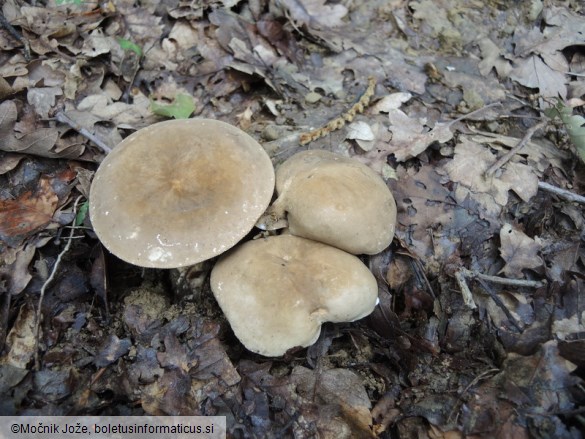 Lactarius pterosporus