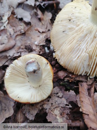 Russula aurea