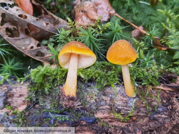 Pluteus leoninus