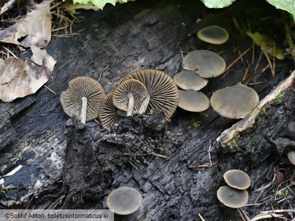 Simocybe centunculus