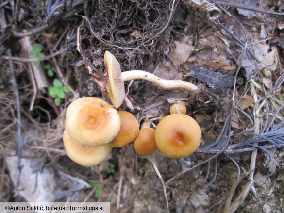 Agrocybe ochracea