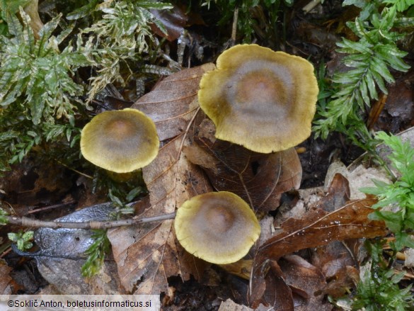 Cortinarius olivaceofuscus
