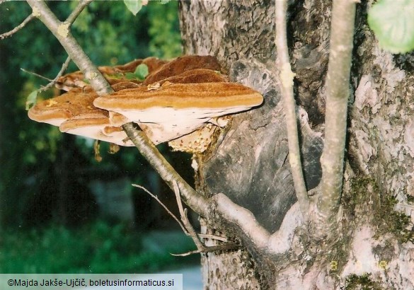 Inonotus hispidus