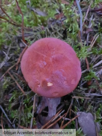 Xerocomus rubellus