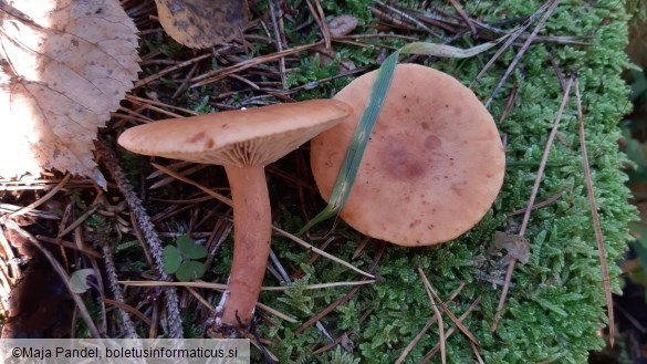 Lactarius acerrimus