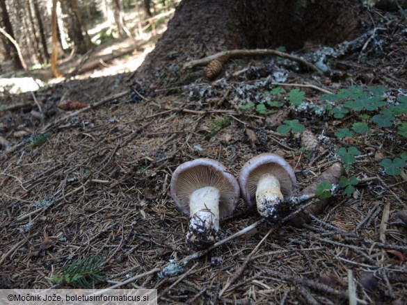 Cortinarius variicolor