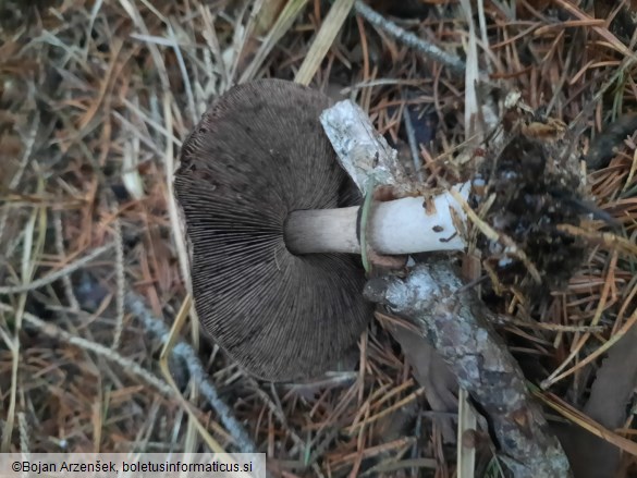 Agaricus sylvaticus