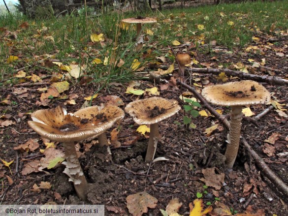 Amanita spadicea