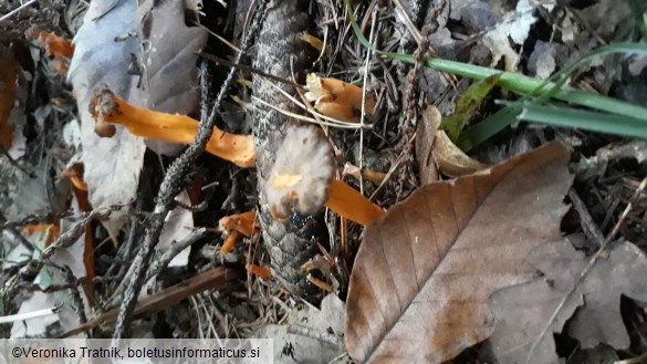 Craterellus lutescens