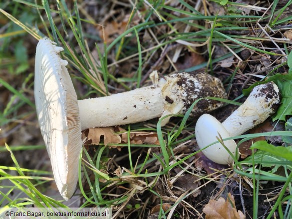 Amanita ovoidea