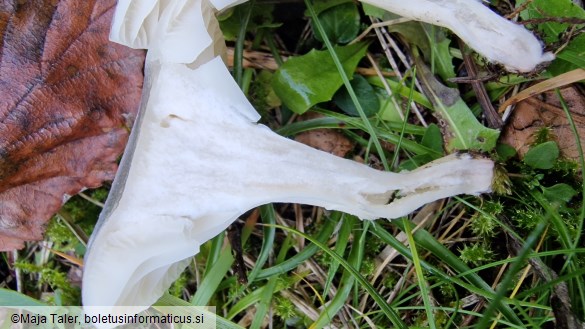 Hygrocybe virginea var. virginea