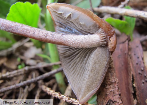Panaeolus rickenii