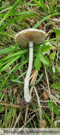 Agrocybe dura