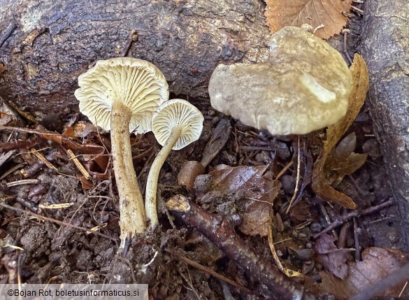 Infundibulicybe trulliformis