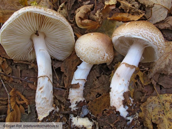 Lepiota ignivolvata