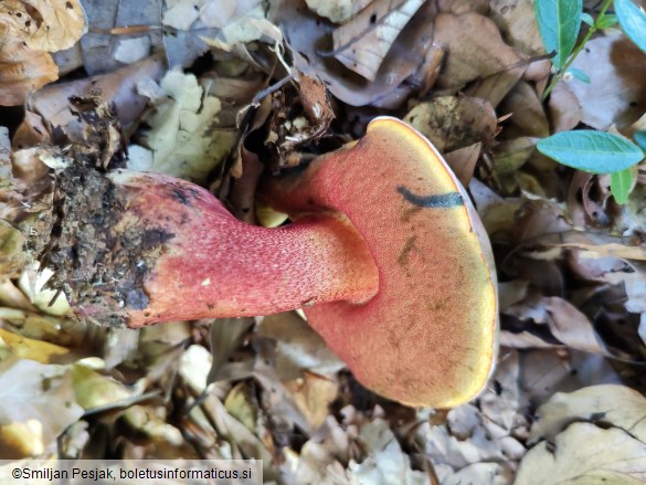 Boletus rhodoxanthus