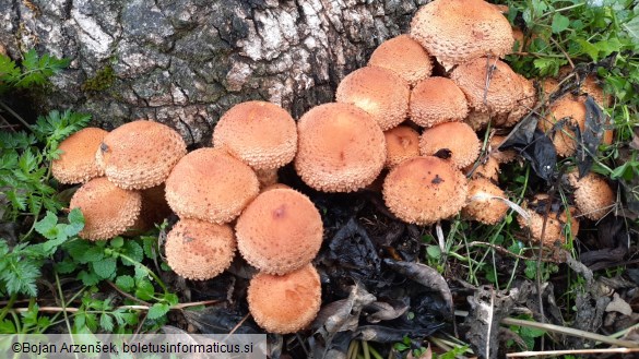 Pholiota squarrosa