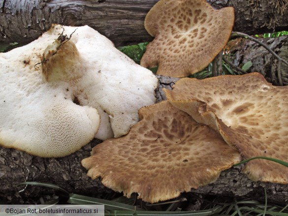 Polyporus tuberaster