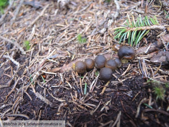 Tolypocladium capitatum