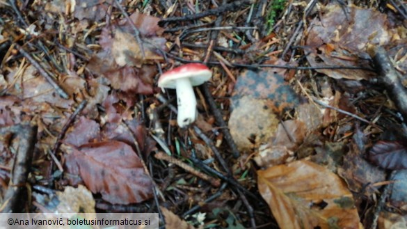 Russula emetica