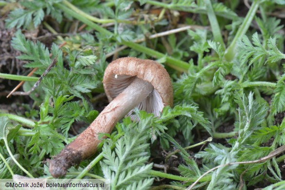 Inocybe bongardii