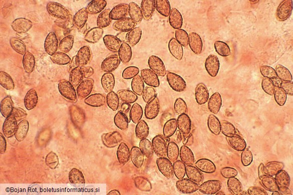 Hebeloma laterinum