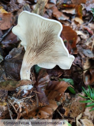 Clitocella popinalis