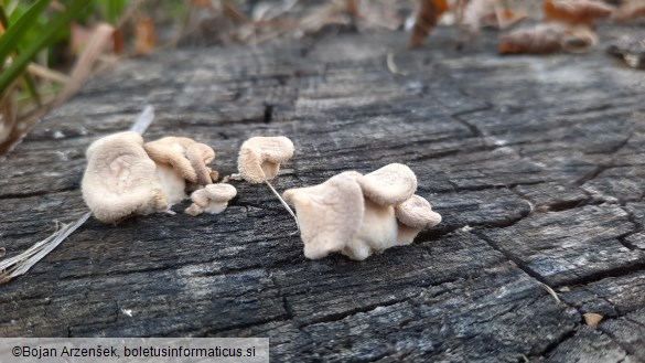 Lentinus strigosus