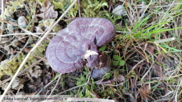 Ganoderma lucidum